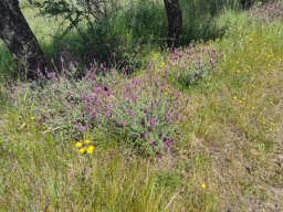 Flora del Cerro Masatrigo